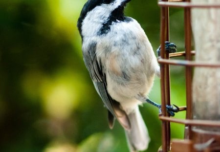 Bird - animal, nature, cute, bird