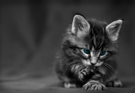 Pure tenderness kitten - cat, animal, feline, cute, kitten