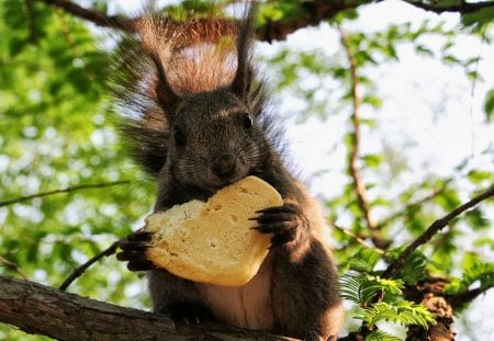 Cute squirrel eating a cookie - squirrel, heart, branch, cookie, leaf, hungry, eat, animal, green, biscuit, food, tree, cute, happy