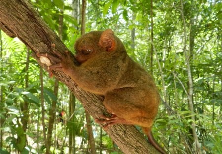 Monkey? - monkey, ani8mal, cute, tree, nature