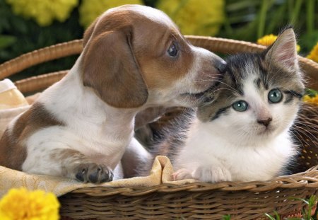 Pet love - kitten, pet, cat, puppy, love, dog