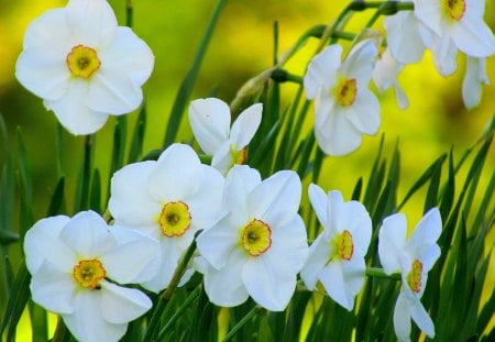 White flower - white, easter, yellow, beautiful