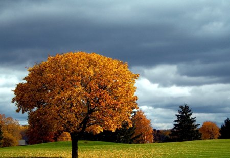 Golden tree - nature, autumn, trees, popular, tree, wallpaper, meadow, grass