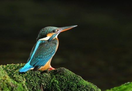 Colorful Kingfisher