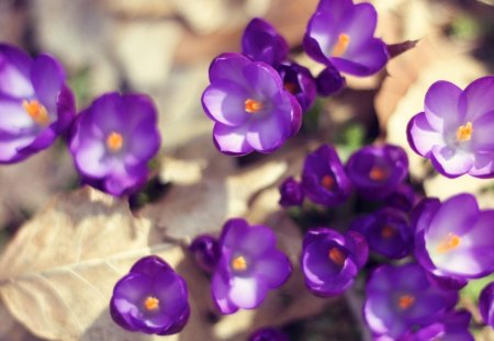 Purple beautiful flowers - nature, purple, flowers, beautiful