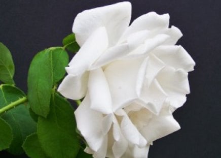 ~My Innocent Dream~ - innocent, wonderful, rose, white, green, single, love, magical, light, fashion, dream, pure, entertainment, bright, precious, beautiful, contrast, flower