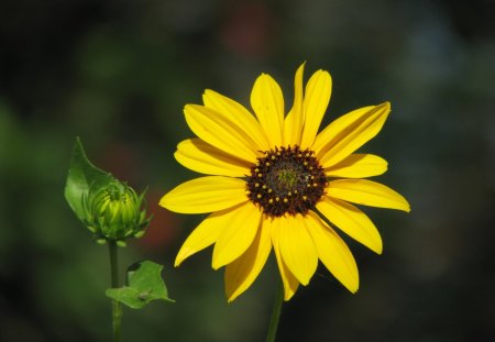 Floral Feng Shui - yellow, influence, bud, feng shui, light, brilliant, magical, home, precious, sunflower, stabilizing, always, forever, sunshine, flower, nature, bright, floral