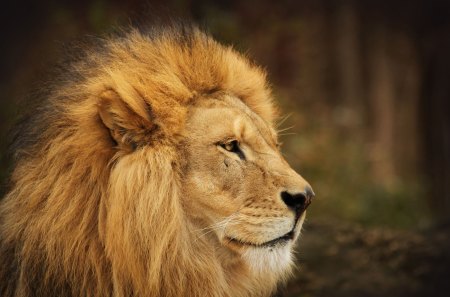 King of the Jungle - tan, eyes, grass, cat, male, fur, ground, nose, animal, nature, king, lion, day