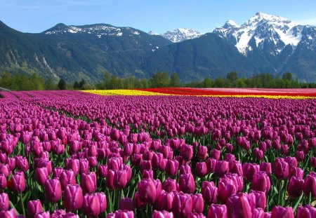 Flower fields - flowers, nature, fields, landscape, lovely, tulip, mountain