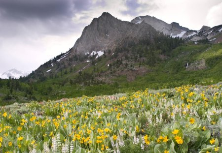 Blooms - blossoms, nature, landscape, meadow, mountain