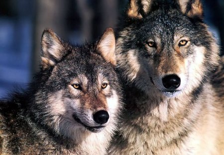 BROTHERHOOD 1 FOREVER AND EVER - wolves, gorgeous, twosome, beautiful