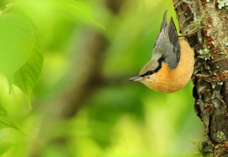 Get Ready - animal, leaves, yellow, daylight, limbs, trunk, tree, nature, birds, day, green