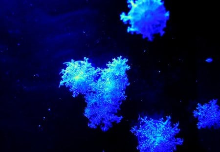 Looks like Snow - beauty, aquarium, light, water, dark, liuchia, blue, snow, alch