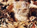 PURR-FECTLY CAMOUFLAGED