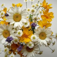 PETITE POSY