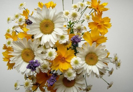 PETITE POSY - posy, blossoms, blooms, daisy, flowers, plants, cosmos