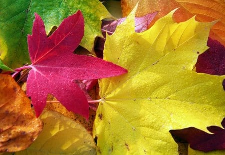 A CLOSER LOOK AT AUTUMN - fall, nature, autumn, photography, seasons, colourful, leaves