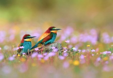 European Bee-eaters - european bee-eaters, multicolor, birds, amazing, grass, photo, flowers, widescreen, view, nice, image, fields, beautiful, photography, photoshop, beauty, colors, cool, wildflowers, colorful, grasslands, picture, awesome, wings, cute, multi-coloured, feathers, animals