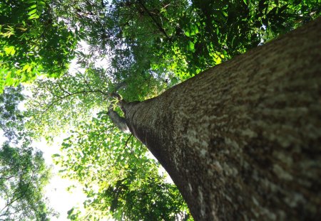 Nok's pic - trunk, csc, nature, tree