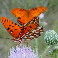 PRETTY BUTTERFLIES