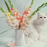 white kitty
