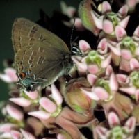 EDWARDS HAIRSTREAK BUTTERFLY