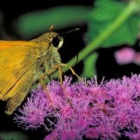 EUROPEAN SKIPPER BUTTERFLY