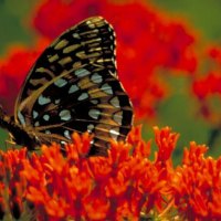 GREAT SPANGLED FRITILLARY BUTTERFLY
