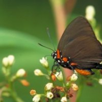 GREAT PURPLE HAIRSTREAK BUTTERFLY