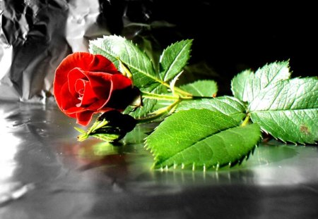 Red Rose - leafs, nature, green, rose, love