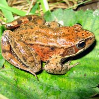 NORTHERN REG LEGGED FROG