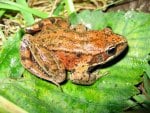 NORTHERN REG LEGGED FROG