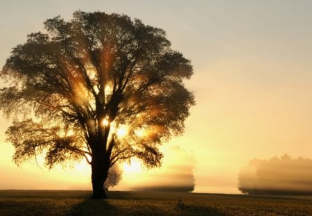 Sunrise - sky, tree, cloud, sunrise