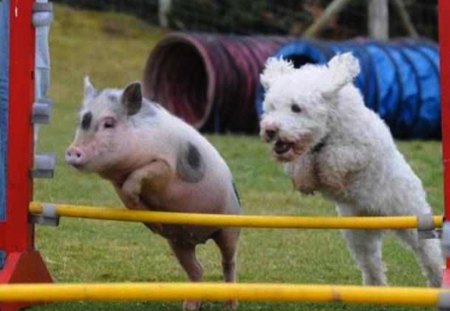 Dog & Pig Race - race, funny, dog, pig