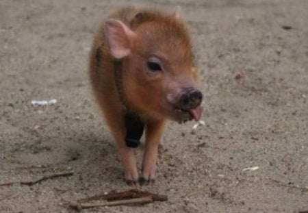 Piggy Tongue - funny, cute, piglet, pig