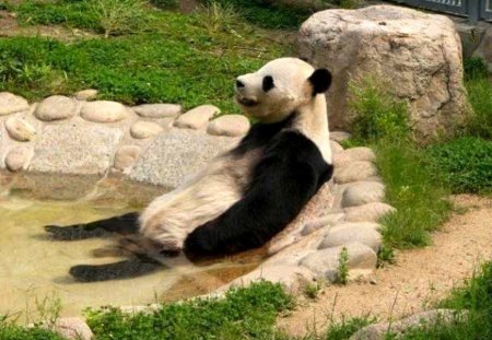 Panda Chillin' - bear, panda, chill, pool, relax