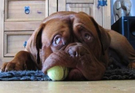 Dog is Tuckered Out - mouth, dog, big, ball, funny