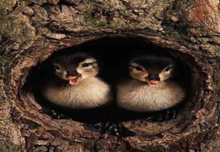 Happy Ducklings - ducks, tree, funny, cute, happy