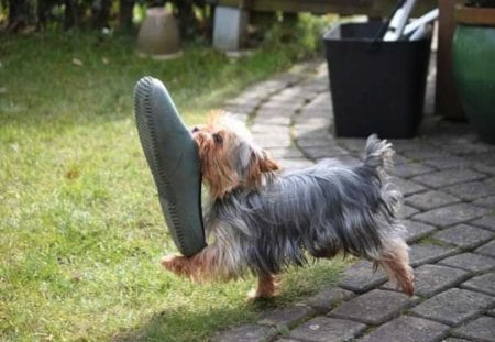 Shoe is as big as the Yorkie!! - shoe, dog, yorkie, tiny, pure bred, funny, yorkshire terrier, cute, little