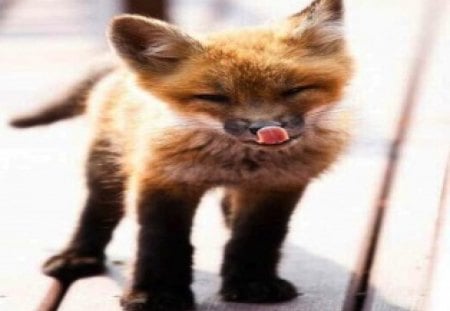 Sly Fox - fox, cub, baby, sly, funny, cute, chomps