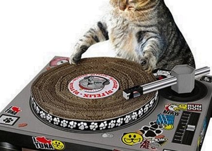 disk jockey - animal, jockey, disk, cat