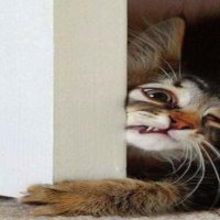 Cat Wants In!
