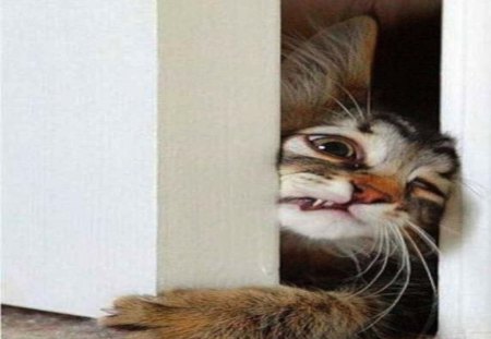 Cat Wants In! - cat, kitty, door, funny, cute, determined