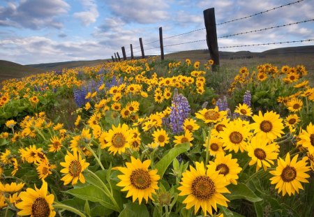 Sunflowers Along the Fence