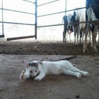 Ok Boss!  The Cows are ready for milking!