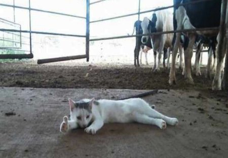 Ok Boss!  The Cows are ready for milking! - cows, thumbs up, cat, kitty, funny, cute