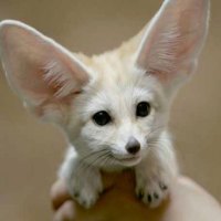 My what big ears the Fennec Fox has!!
