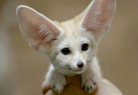 My what big ears the Fennec Fox has!! - tiny, fennec fox, cub, fox, ears, cute, little, baby