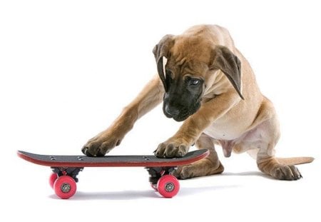 skateboard - dog, skate, animal, board