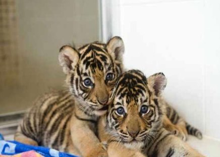 Brotherly Love - cub, brother, cute, baby, tiger